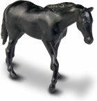 PICK UP RX HARAS - ROMA 1173